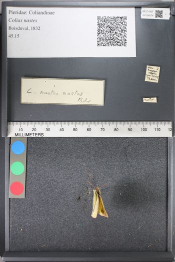 Media type: image;   Entomology 124574